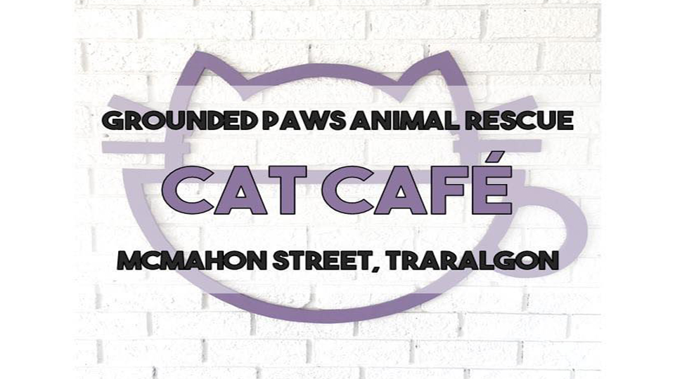 Grounded Paws  Cat  Cafe  Visit Latrobe City